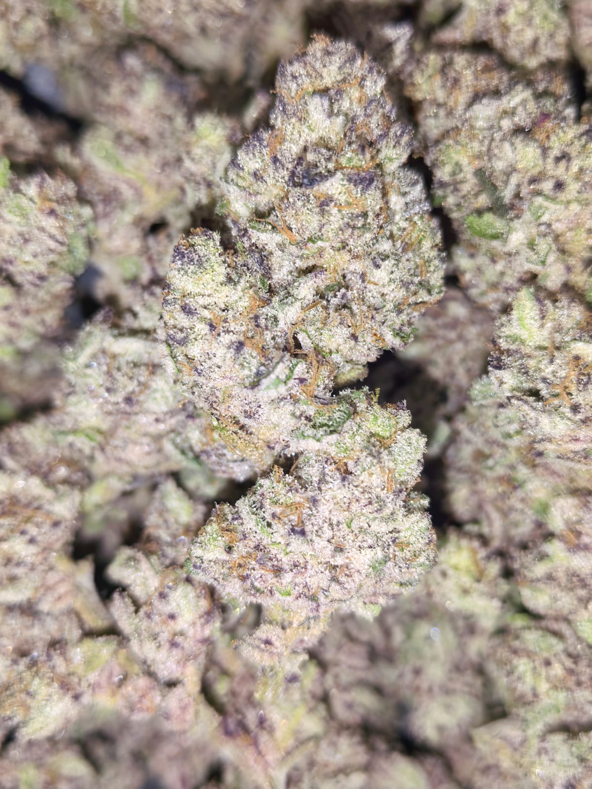 Animal Tsunami๐๐ฆ๐ฆฉ(price per gram)