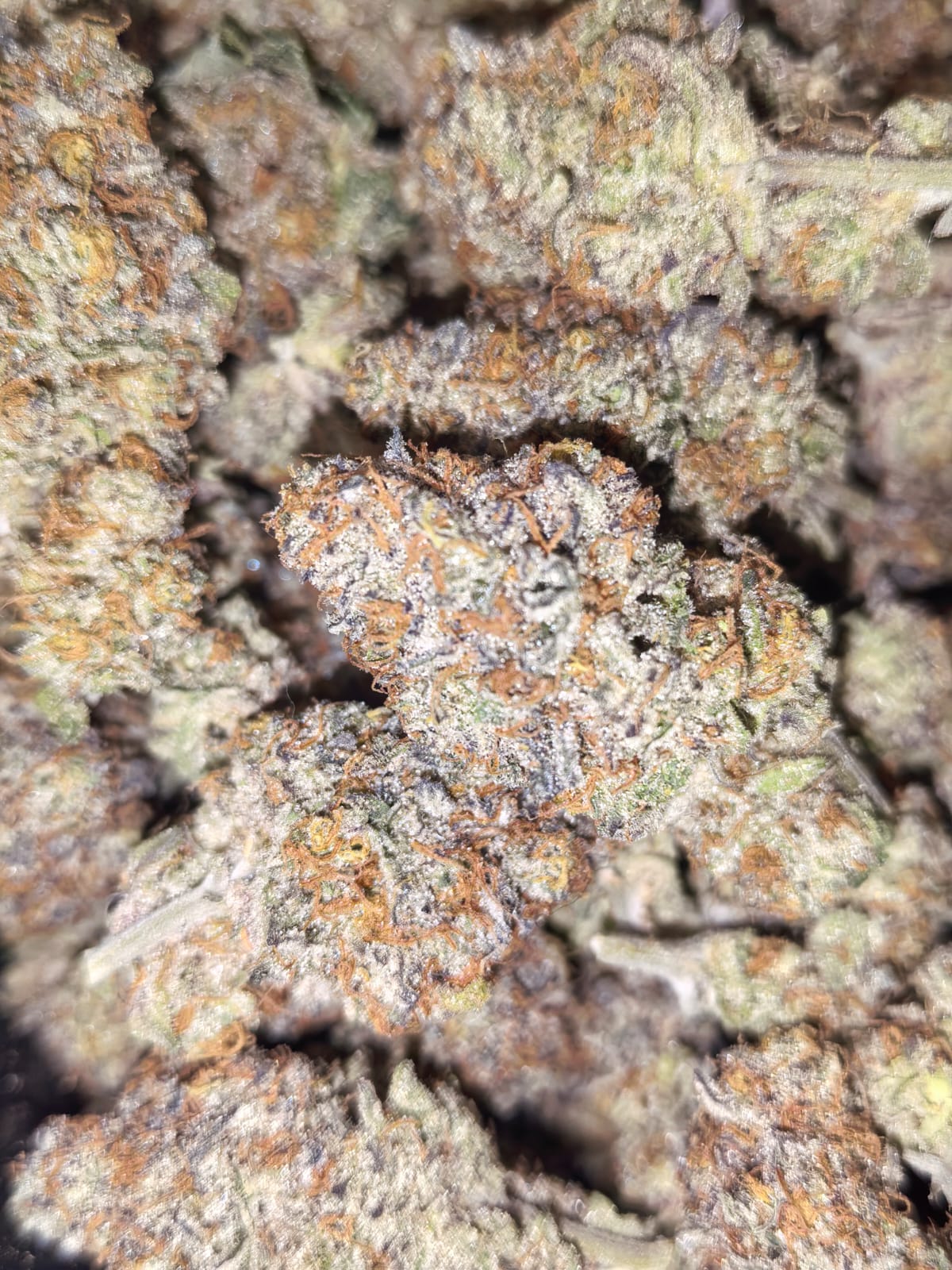 Colorado Nightshifter 🌃🌘 (price per 5 grams)