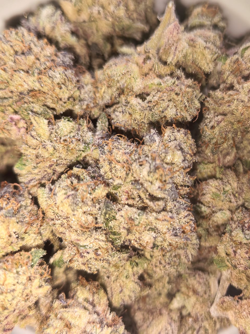 Forbidden Zkittlez 🙅♀️🚫(price per gram)