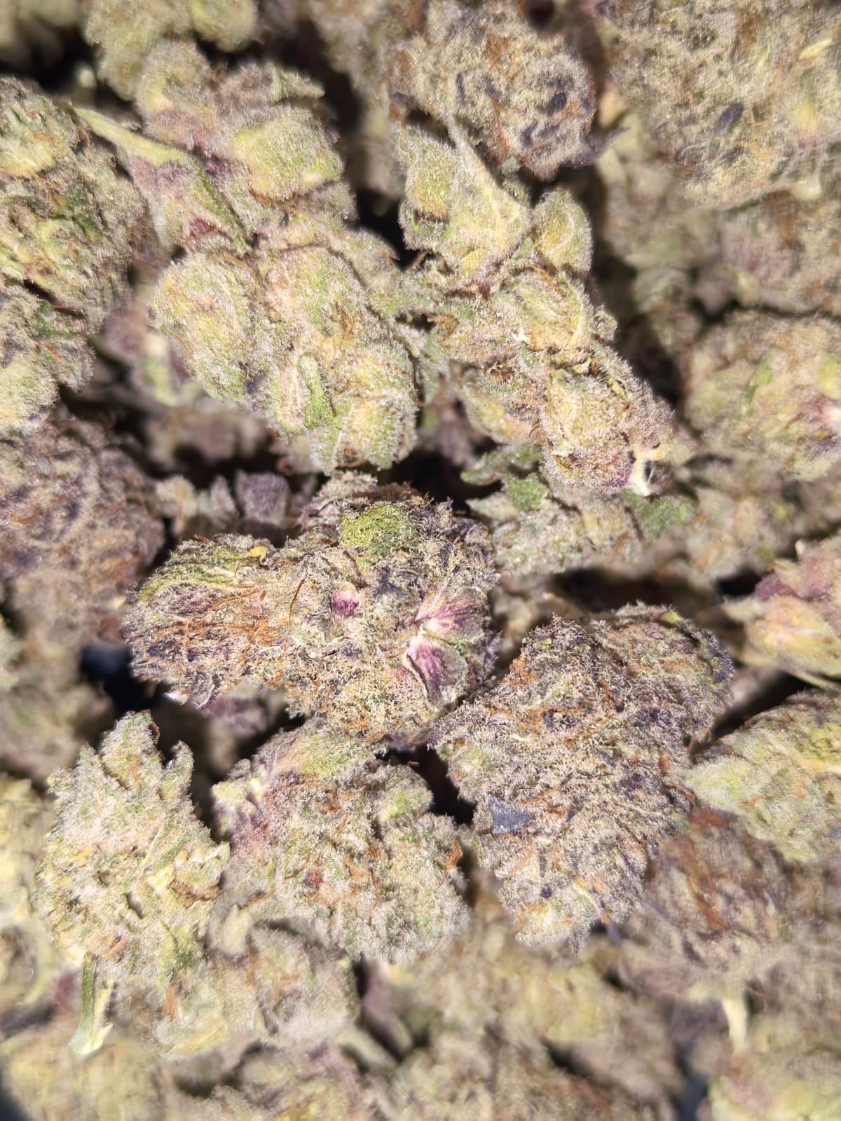 Pearly Sherb๐๐ (PopCorn) (price per 2 grams)