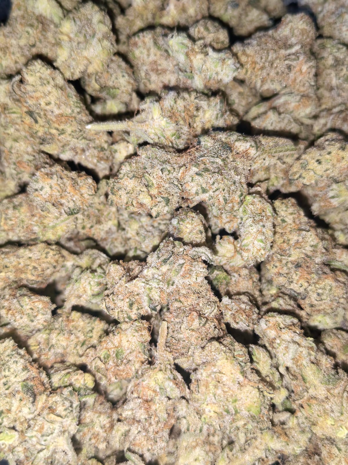 GMO 🍪🧄(PopCorn) (price per 5 grams)