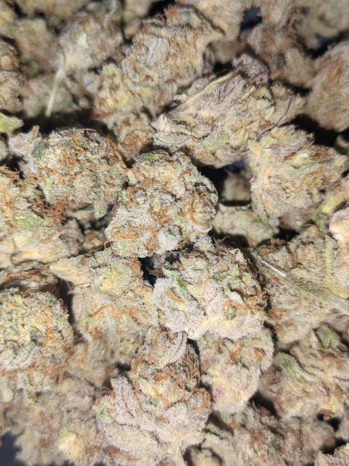 Jelly Breath 🌬️🌬️(PopCorn) (price per 5 grams)
