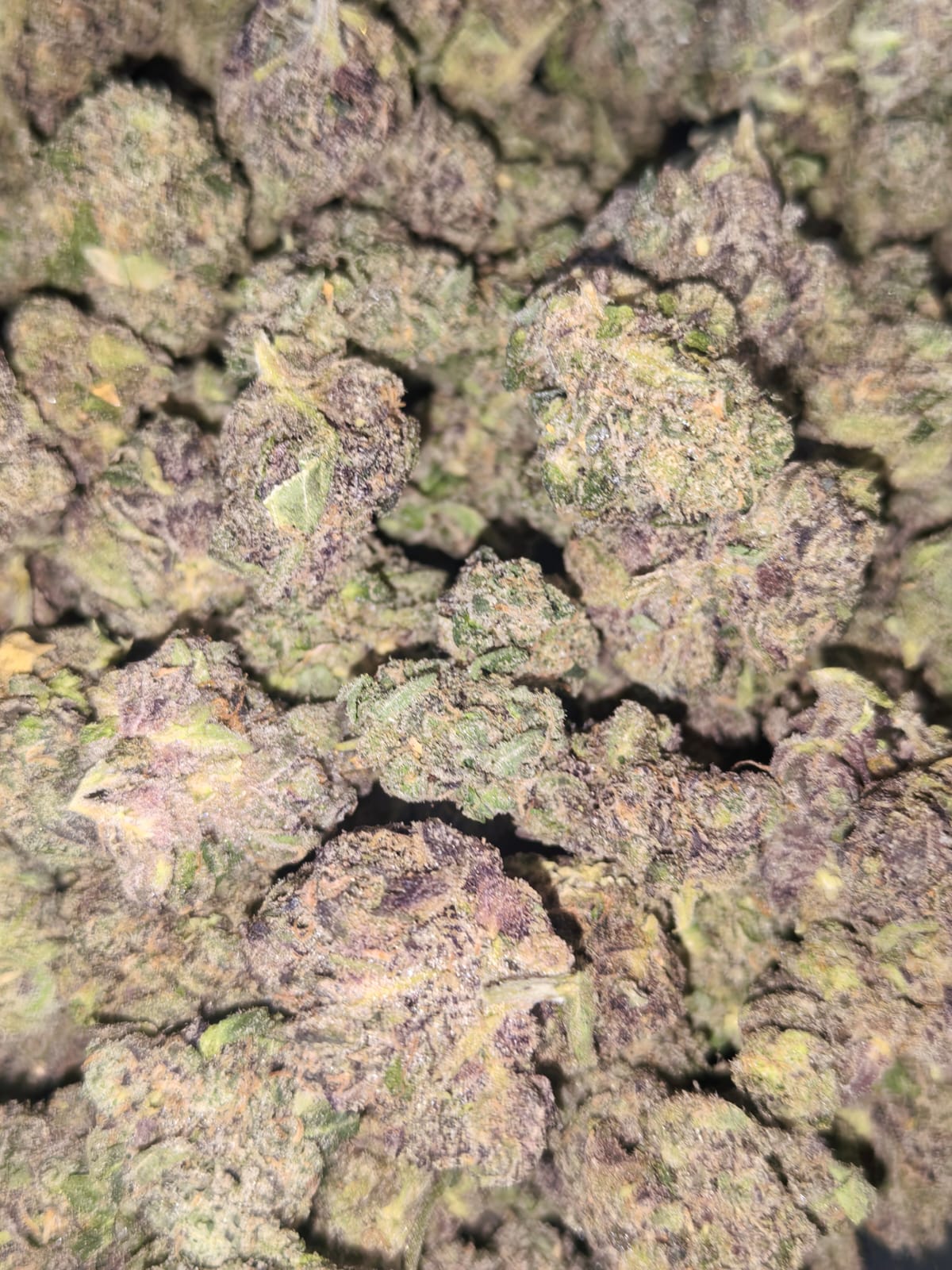 Velvet Rush 🏃🏃‍♀️‍➡️ (price per 10 grams)