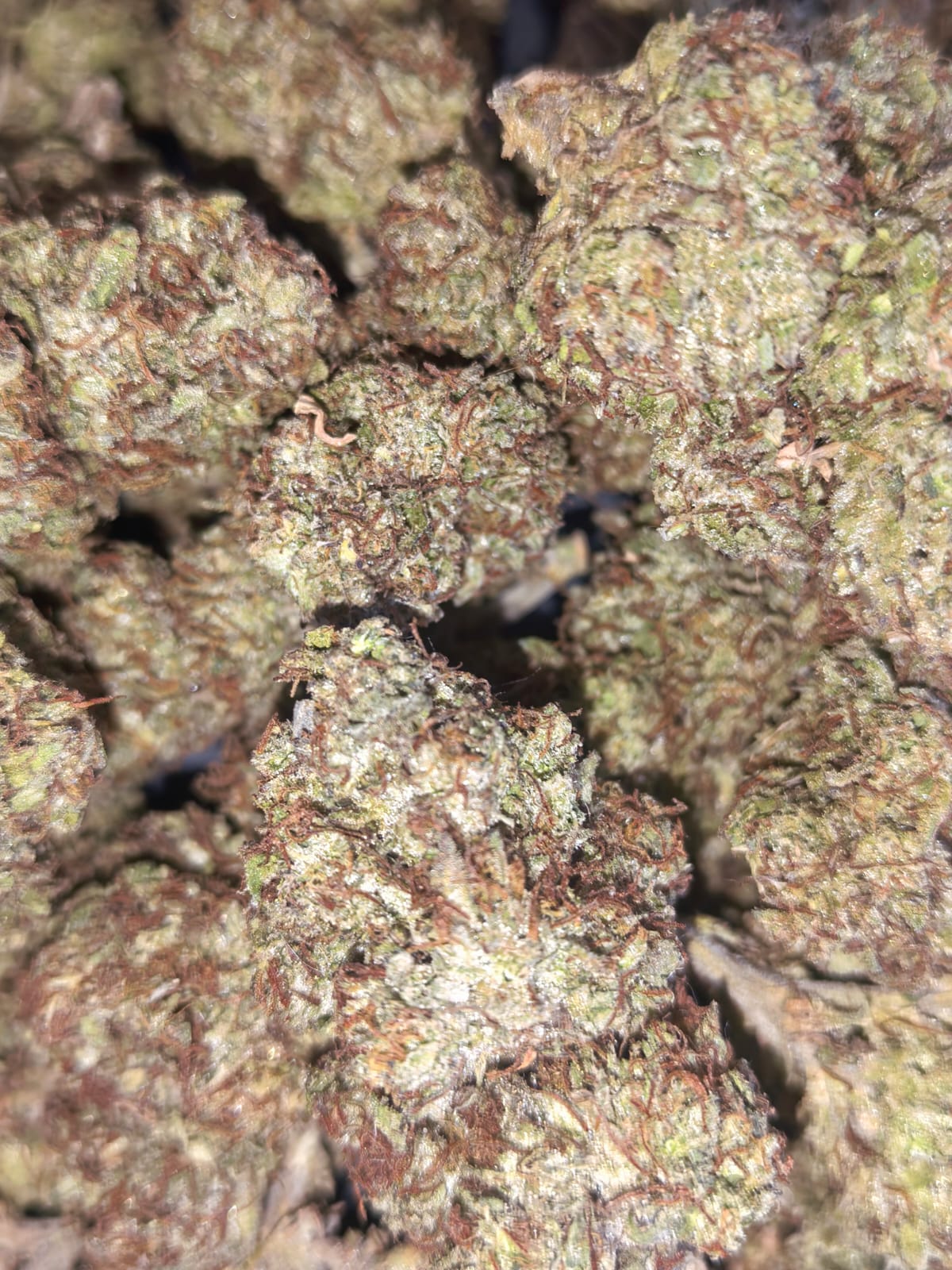 Colorado Nightshifter  GH🌃🌘 (price per 5 grams)